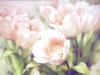 Нежные тюльпаны: оригинал