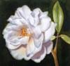 Схема вышивки «Подушка белая роза»