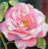 Схема вышивки «Подушка розовая роза»