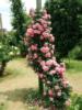 Схема вышивки «Сад роз. Япония »