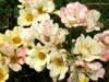 Схема вышивки «Сад роз. Япония »