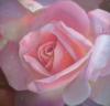 Подушка розовая роза: оригинал