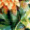 Хризантемы: предпросмотр