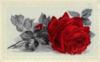 Схема вышивки «Одинокая красная роза»