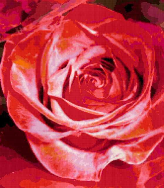 &2039, цветок, роза