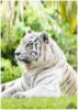 Схема вышивки «Белый тигр2»