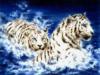 Схема вышивки «Два белых тигра»