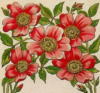 Схема вышивки &laquo;Цветы&raquo;