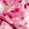Сакура в цвету: предпросмотр