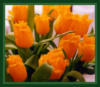 Схема вышивки «Оранжевые тюльпаны»