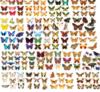 Схема вышивки «Колекция бабочек»