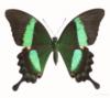 Схема вышивки «Черно-зеленая  бабочка»