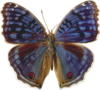 Схема вышивки «Темно синяя бабочка»