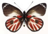 Схема вышивки «Пестрая бабочка»