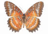 Схема вышивки «Оранжево-коричневая бабочка»
