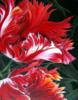 Схема вышивки «Махровые тюльпаны»