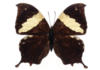 Схема вышивки «Черная бабочка»