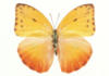 Схема вышивки «Желтая бабочка»