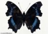 Схема вышивки «Черно-синяя бабочка»