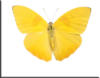 Схема вышивки «Желтая бабочка»