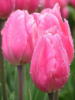 Схема вышивки «Розовые тюльпаны»