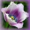 Подушка бахромчатый тюльпан: оригинал