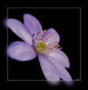 Схема вышивки «Фиолетовый цветок»