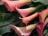 Схема вышивки «Розовые каллы»