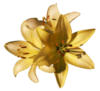Желтые лилии (больше цветов): оригинал