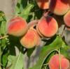 Схема вышивки «Ветка персиков»