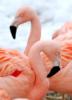 Пара розовых фламинго: оригинал