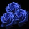 Схема вышивки «3 голубые розы»