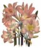 Belladonna lilies: оригинал