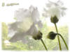 Схема вышивки «Красивые белые цветы»