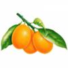 Апельсины на ветке: оригинал