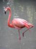 Розовый фламинго: оригинал