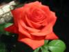 Схема вышивки «Люблю розы 3»