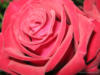 Схема вышивки «Люблю розы 4»