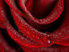 Схема вышивки «Люблю розы 6»