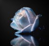 Синяя роза: оригинал