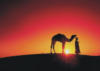 Верблюд на закате: оригинал