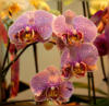 Схема вышивки «Прекрасная орхидея»