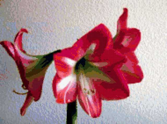 &2331, цветок, амариллис