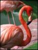 Фламинго: оригинал