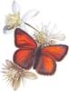 Схема вышивки «Бабочка и белые цветы»