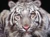 Схема вышивки «Тигр белый печальный мини»