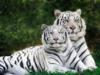 Два белых тигра мини: оригинал