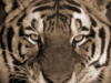 Схема вышивки «Тигр сепия»