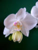 Схема вышивки «Орхидея 005»