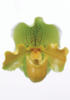 Схема вышивки «Орхидея 010»